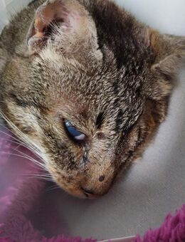 Liebe, verschmuste Katze Lotta - Karlsruhe