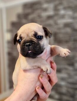 Reinrassige Französische Bulldogge Welpen(Abgabebereit) - Ahaus