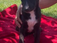 🐾 Welpe Minnie sucht Liebe❤️ - Eislingen (Fils)