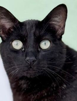 Glenn braucht dringend ein Zuhause - Lenzen (Elbe) Zentrum