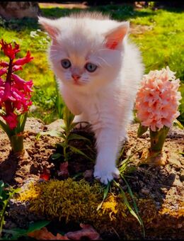 Britisch Kurzhaar Kitten in Blue-Golden-Shaded-Point mit Stammbaum ab Mai abzugeben - Sinsheim Zentrum