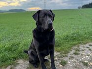 Labrador Charcoal sucht liebevolles Zuhause - Hahnstätten
