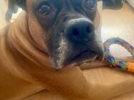 Tyson - zauberhafter Boxerjunge wartet - Bad Oeynhausen