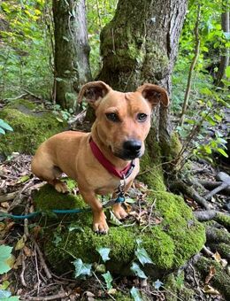 Luna ist ein Herzenshund - Olsberg