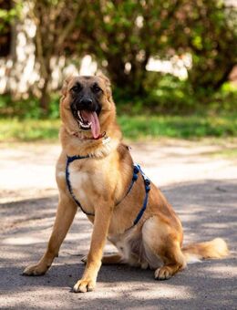 Freundlicher Waldaj sucht sein Zuhause - Duisburg