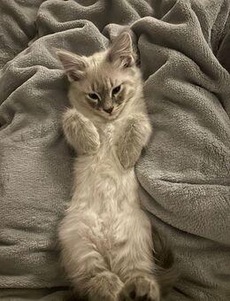 Ragdollkitten - Dortmund