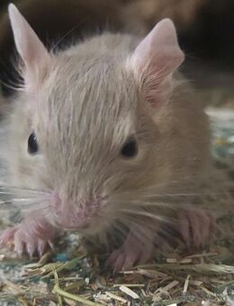Degus - Unser Nachwuchs sucht ein schönes Zuhause - Poppenhausen