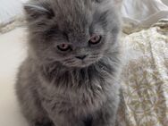 Britische langhaarige kitten - Sendenhorst Zentrum
