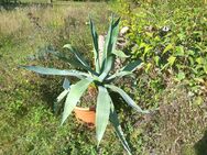 Agave mit Topf günstig zu verkaufen. €20 - Kalbe (Milde) Jeetze