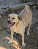 Prinzessin Luna in 66636