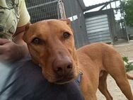Casper toller Familienhund Alb - Ludwigshafen (Rhein)
