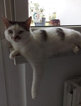 Katzendame kastriert, 3 Jahre alt sucht liebevolles zu Hause - Berlin