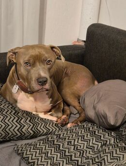 American Bully xl, 4 Jahre alt - Zetel