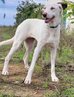 DULCE (W) - lieb - Sankt Goar Zentrum