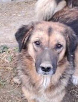 Herzenshund gesucht? - Mannheim