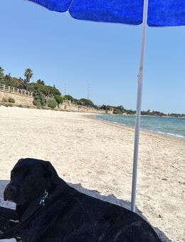 Cane Corso - Hemer