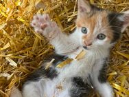 Katzenbabys, Kitten zu verkaufen - Visbek
