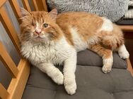 Samson, Traum Kater sucht Traum Zuhause # Tierschutz - Greding Zentrum