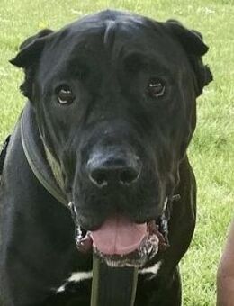 Siggi aka Julio, derzeit in Köln - Mettmann