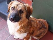 Kleine Ronja 1 Jahr 30 cm aus Tierschutz - Düsseldorf