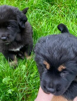Do Khyi Welpen 4 männlich 2 weiblich Tibet Doggen Eltern Reinrassig - Pemfling