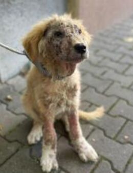 kleiner Kämpfer Ted will ausreisen - München