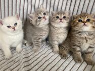 4 Kätzchen suchen ein neues Zuhause - Nürnberg