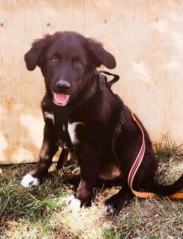 Ruhiger Joshi - Tholey