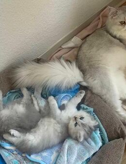 Reinrassige Britisch Langhaar Kitten - Bielefeld