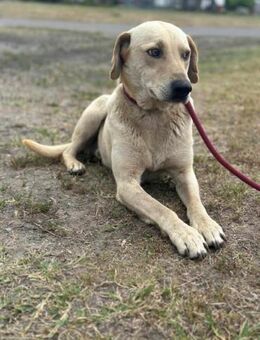 Max sucht seine Menschen - Nordwalde