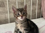 babykatze absofort abzugeben - Duisburg