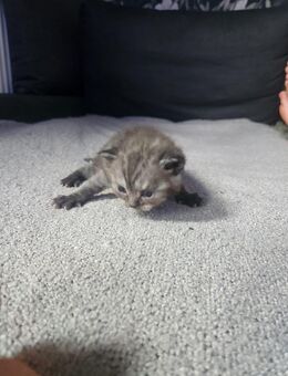 Bkh kitten - Marl (Nordrhein-Westfalen)