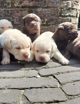 Labrador Welpen. - Itterbeck