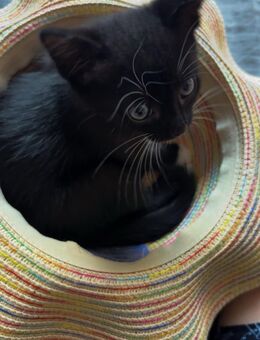Babykatzen zu verkaufen - Nohfelden