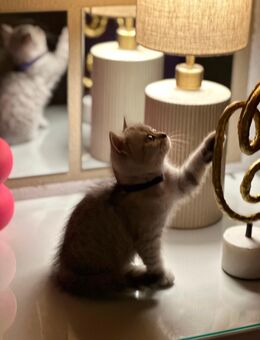 BKH-Kitten Mädchen sucht liebevolles Zuhause - Bielefeld