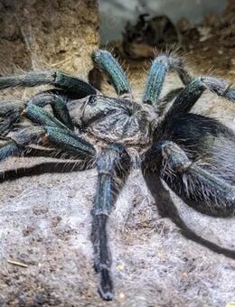 0.1 Phormictopus spec Salinas adult - Köln