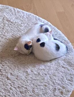 PAULI & PAUL - Olbernhau