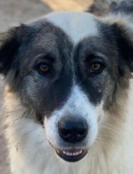 Ravli, geb. ca. 12/2024, GRIECHENLAND - Euskirchen