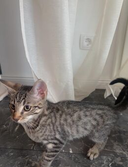 TKH/Bengal Kitten suchen ein Zuhause - Krempe