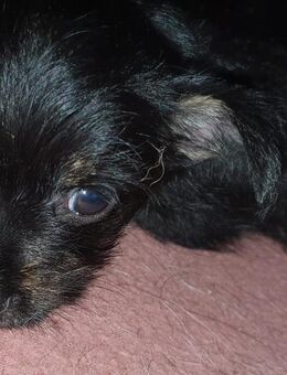 chiwawa Hündin sucht ihr zu Hause - Barleben