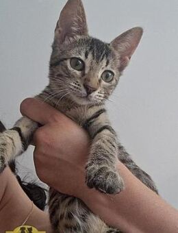 Zenitsu Kleiner Tiger sucht sein Glück - Bad Camberg