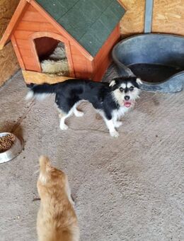 Kleine Heldin Sunny sucht ihr Glück - Leonberg (Baden-Württemberg)