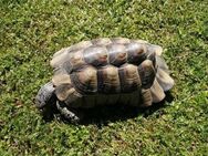 2x Breitrandschildkröten für 250€ (20 Jahre, Männchen) - Emerkingen