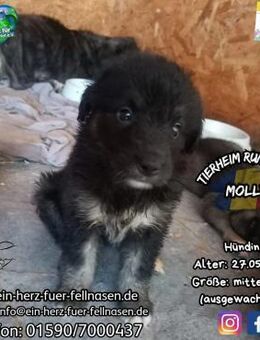 MOLLY-möchte ein Familienhund werden - Waakirchen