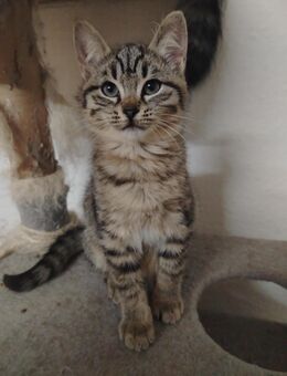 Sibirische-Waldkatze - Heilige Birma-Britisch-Kurzhaar. - Altensteig Zentrum