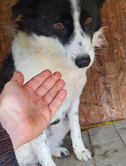 Annabelle 50 cm - Alpenrod