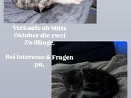 Verkaufe die zwei Babykatzen - Erfurt