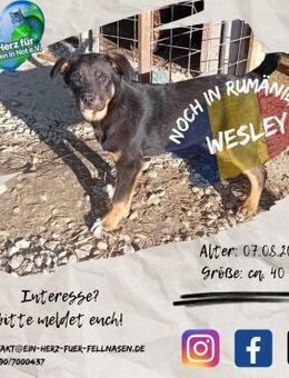 WESLEY - hast Du Zeit zum kuscheln? - Waakirchen