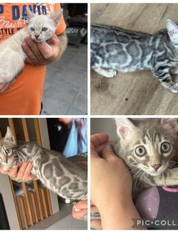 Abzugeben Bengal kitten Mit Stammbaum - Dortmund