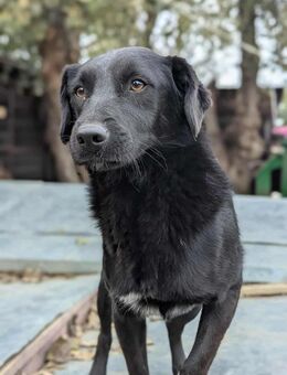 Busca - noch zurückhaltend - Blankenheim (Nordrhein-Westfalen)